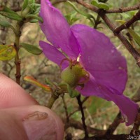 Osbeckia walkeri Arn.